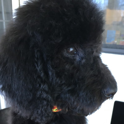 Puppy_Thumb.jpg